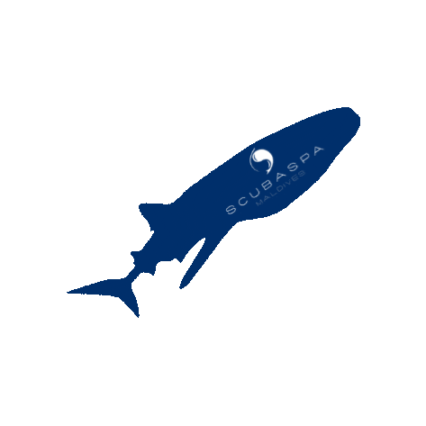 shark maldives whale shark scubaspa Sticker