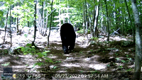 Trail Camera Captures Bears Strolling Through New Hampshire Property