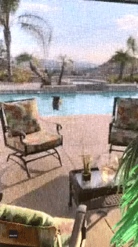 'That's a Bear in My Swimming Pool!': Bear Takes a Dip in California Backyard
