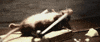rats GIF