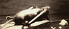 mouse GIF