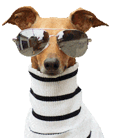 Italian Greyhound Dog Sticker