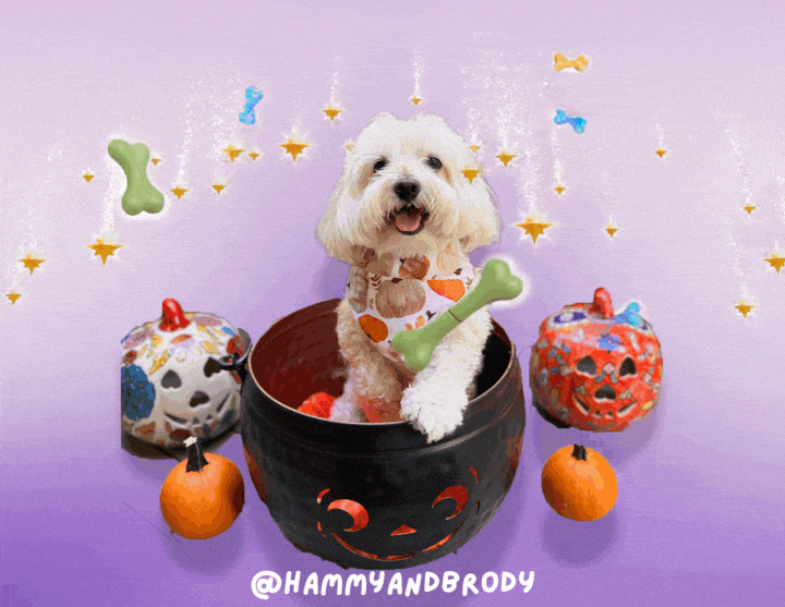 Jack O Lantern Dog GIF by HammyandBrody
