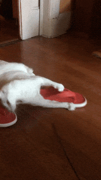 Get It Flip Flop GIF by Gottalotta