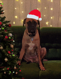 Feliz Navidad Christmas GIF