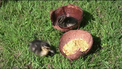 Ducklings Coconuts GIF