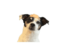 Dog Puppy Sticker