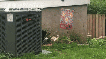 RowHousePGH cat cats adorable pets GIF