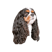 Dogs Hello Sticker