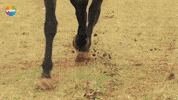 Murat Yildirim GIF by Show TV