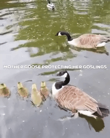 alexbloodfire giphygifmaker goose geese waterbird GIF