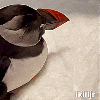 Instagram Bird GIF