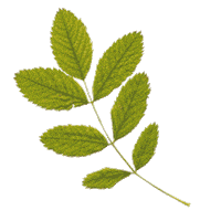 Wedding Plant Sticker by Loverly