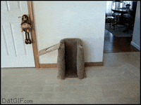 Dog GIF