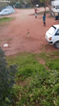 Dog Takes Slackline In Stride