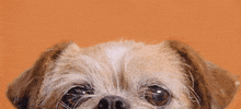 Adopt Best Friends GIF by Best Friends Animal Society