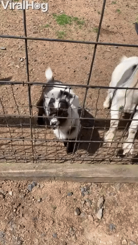 Adult Goat Rams Baby Goat About to Get Food
