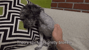 feel good dog GIF by HuffPost