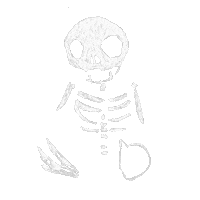 Oso Tripulacion De Osos Sticker by Poli Music