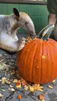 Cincinnati Zoo's Tamandua Sniffs Some Spooky Treats Out of Pumpkin