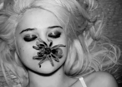 black and white spider GIF
