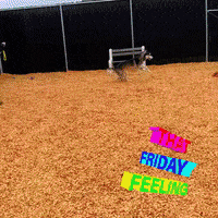 Friday Feeling GIF by Peninsula Humane Society & SPCA