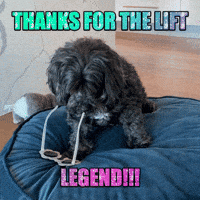 LiftLegend celebration excited thank you taxi GIF