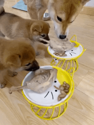 cuteanimalland giphyupload GIF