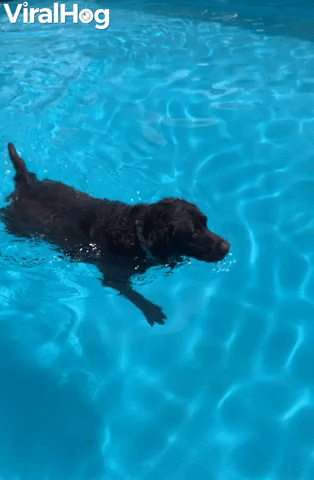 Diving Doggie Retrieves Her Toy