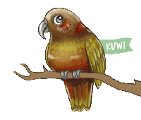 New Zealand Kaka Sticker