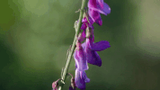 flower GIF by Vimeo