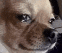 Dogcrying GIF
