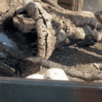 Play Playing GIF by John Ball Zoo