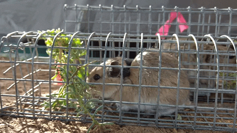 atarquino giphyupload tympanoctomys octodontidae viscacharat GIF