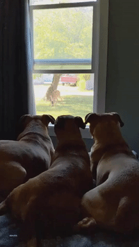 Friend or... Doe? Dogs Can't Take Eyes Off Deer Outside California Home