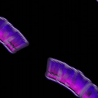 No Way GIF by Papa’s Petz