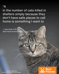 Cat Adopt GIF by Best Friends Animal Society