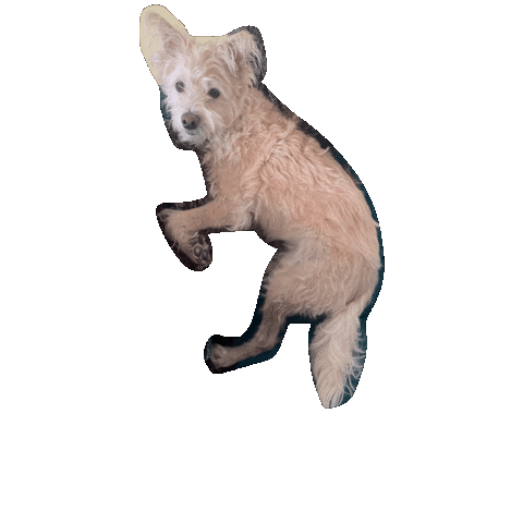 Sheldon Terrier Sticker by chuber channel