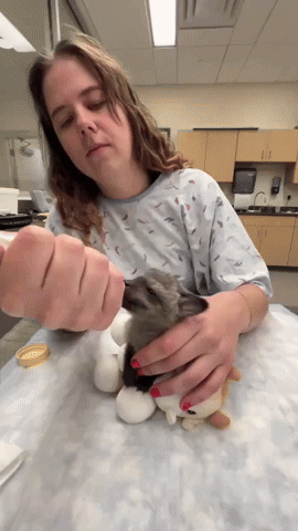 'Ear-resistible' Bat-Eared Fox Kit Gets Bottle-Fed at Cincinnati Zoo