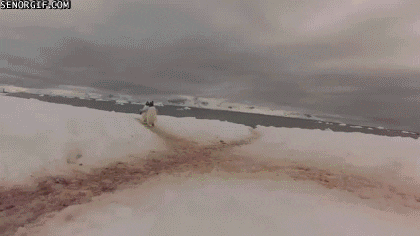 penguin running GIF by Cheezburger