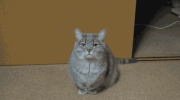 cat yawn GIF