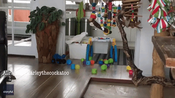'That Fits the Bill': Cockatoo Ransacks Bucket of Toys to Find Special Cup
