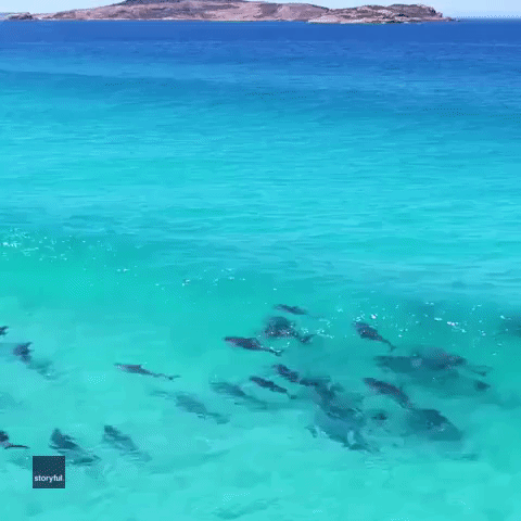 Waves of Pure Joy: Dolphins Swim Together Off Western Australia
