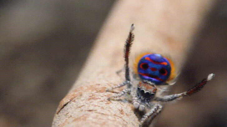 overdoso giphyupload animal spider aranha GIF