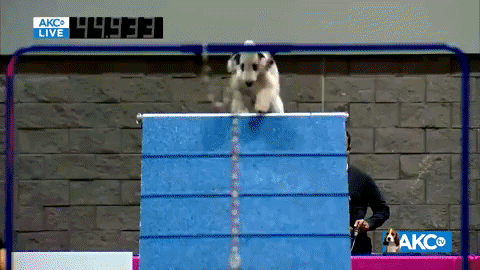Come On Running GIF by American Kennel Club