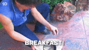 Breakfast Bug GIF by Big Brother Australia