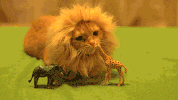 fofo GIF