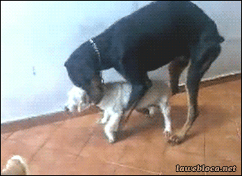 dogs fail GIF