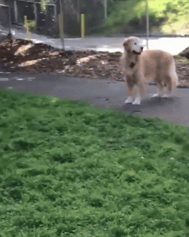 Jax Running GIF