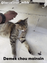 Cat Chou GIF